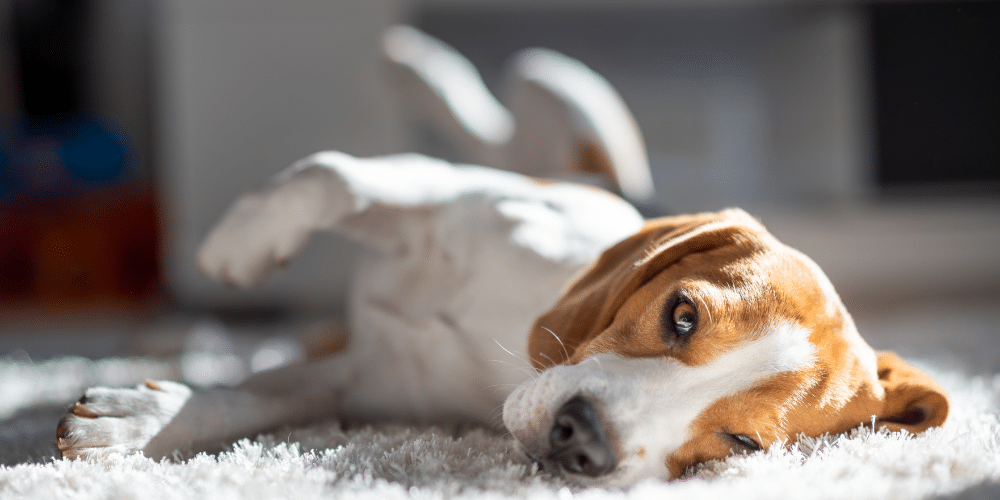 pet loss counselling brampton, sleepy beagle
